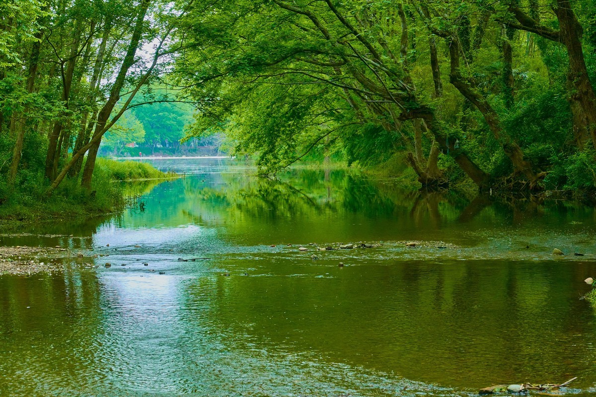 嫩绿新生枫杨林，轻风故故向人吹。皖南西溪南村。