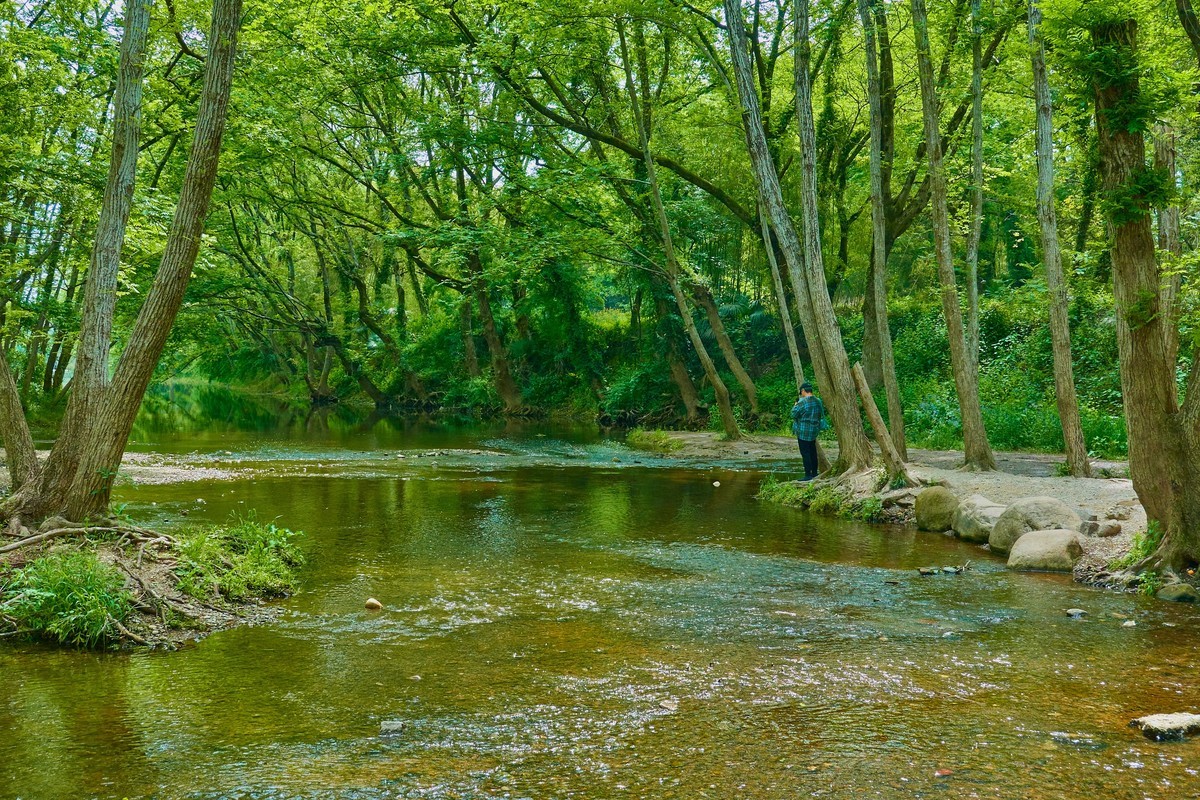 嫩绿新生枫杨林，轻风故故向人吹。皖南西溪南村。