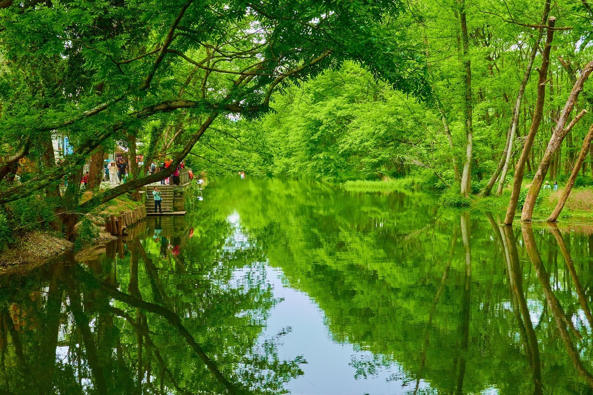 嫩绿新生枫杨林，轻风故故向人吹。皖南西溪南村。