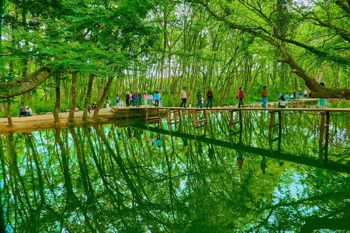 嫩绿新生枫杨林，轻风故故向人吹。皖南西溪南村。