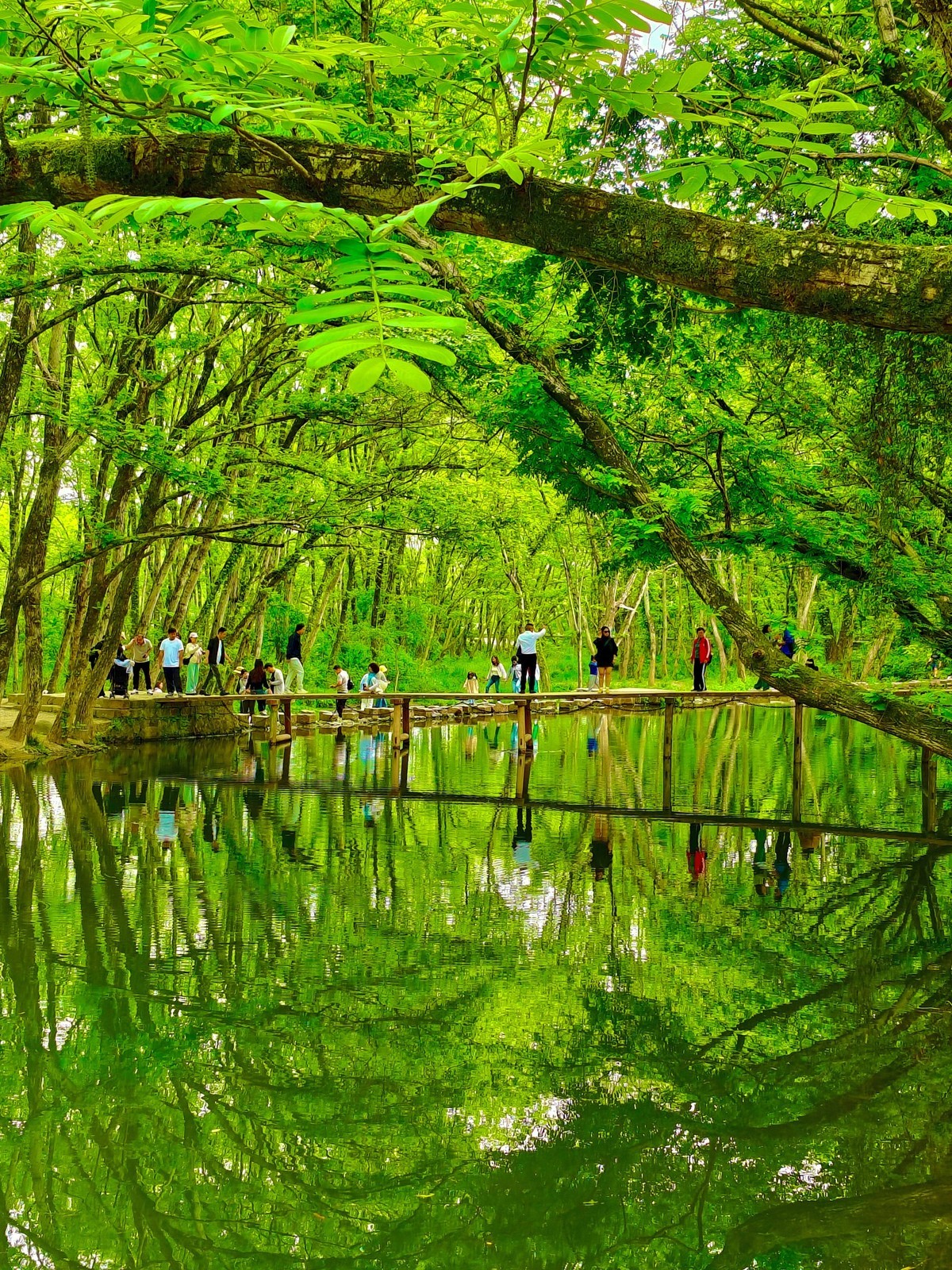 嫩绿新生枫杨林，轻风故故向人吹。皖南西溪南村。