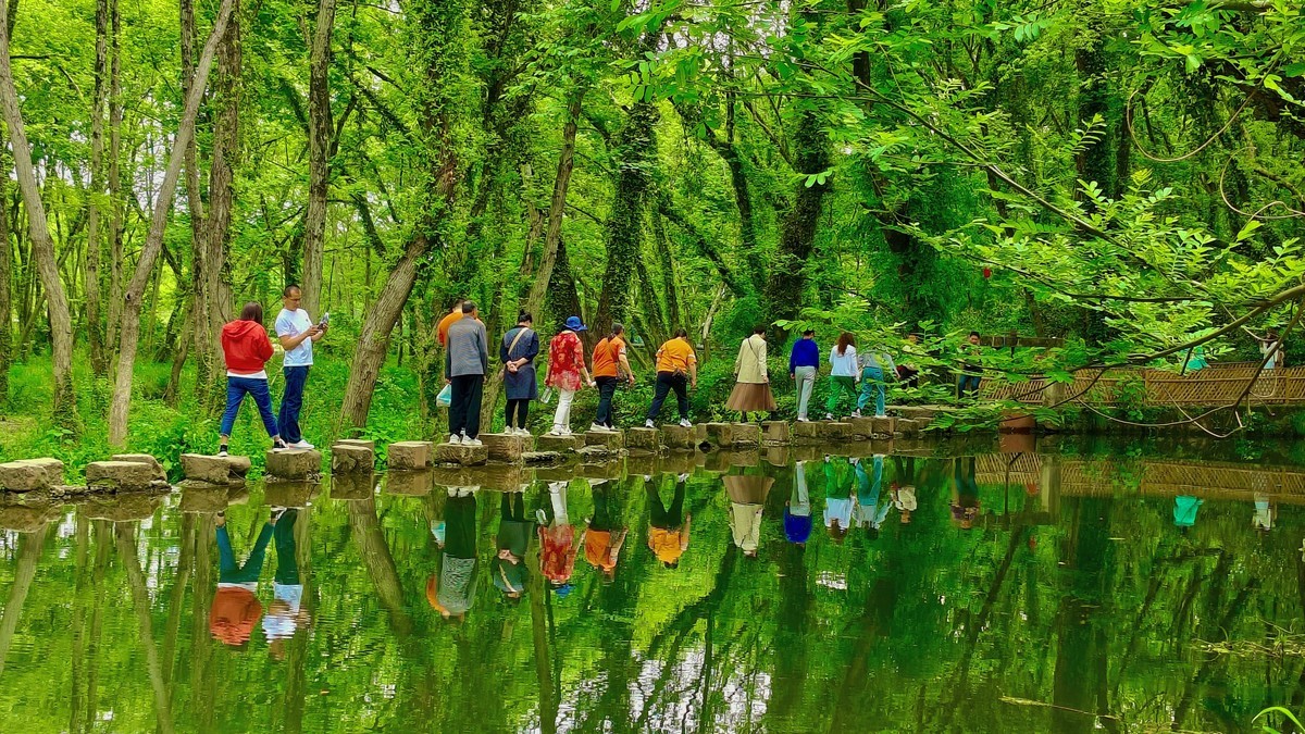 嫩绿新生枫杨林，轻风故故向人吹。皖南西溪南村。