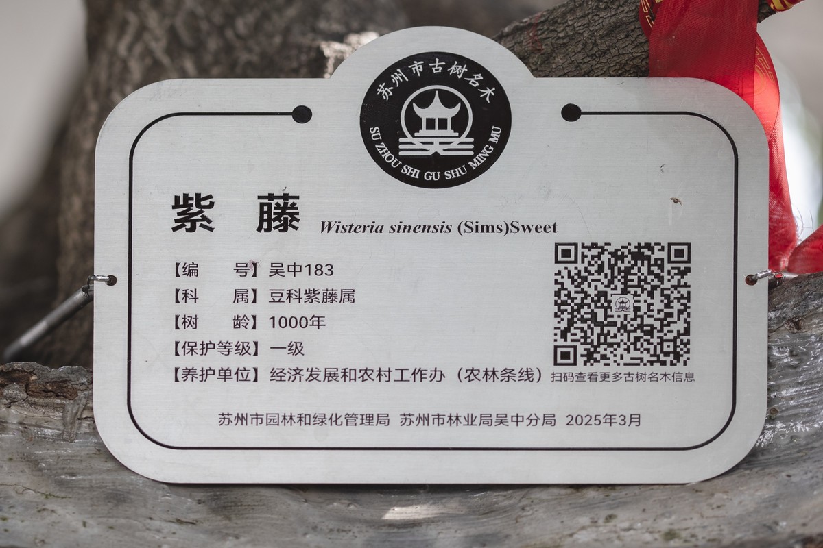 千年古紫藤