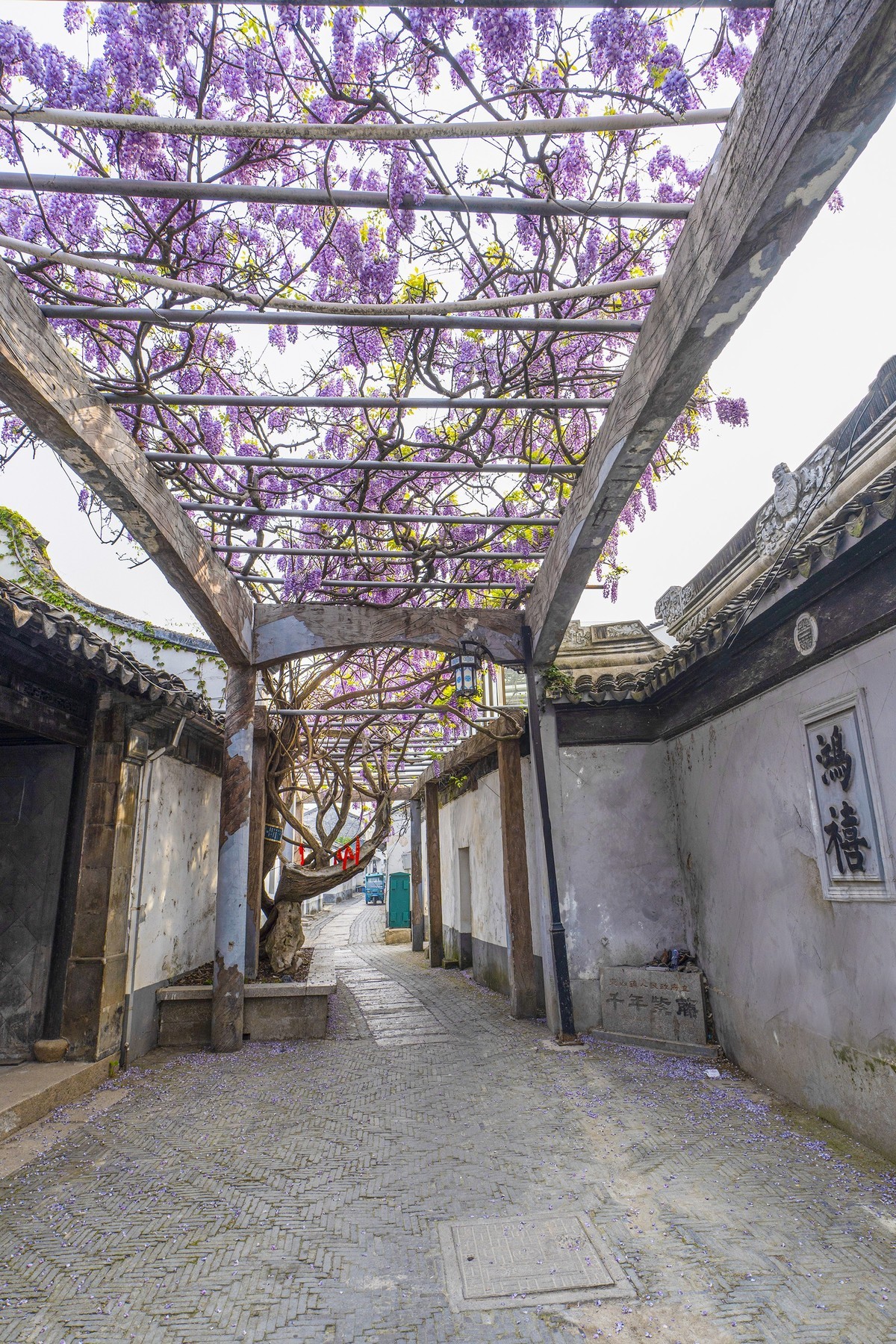 千年古紫藤
