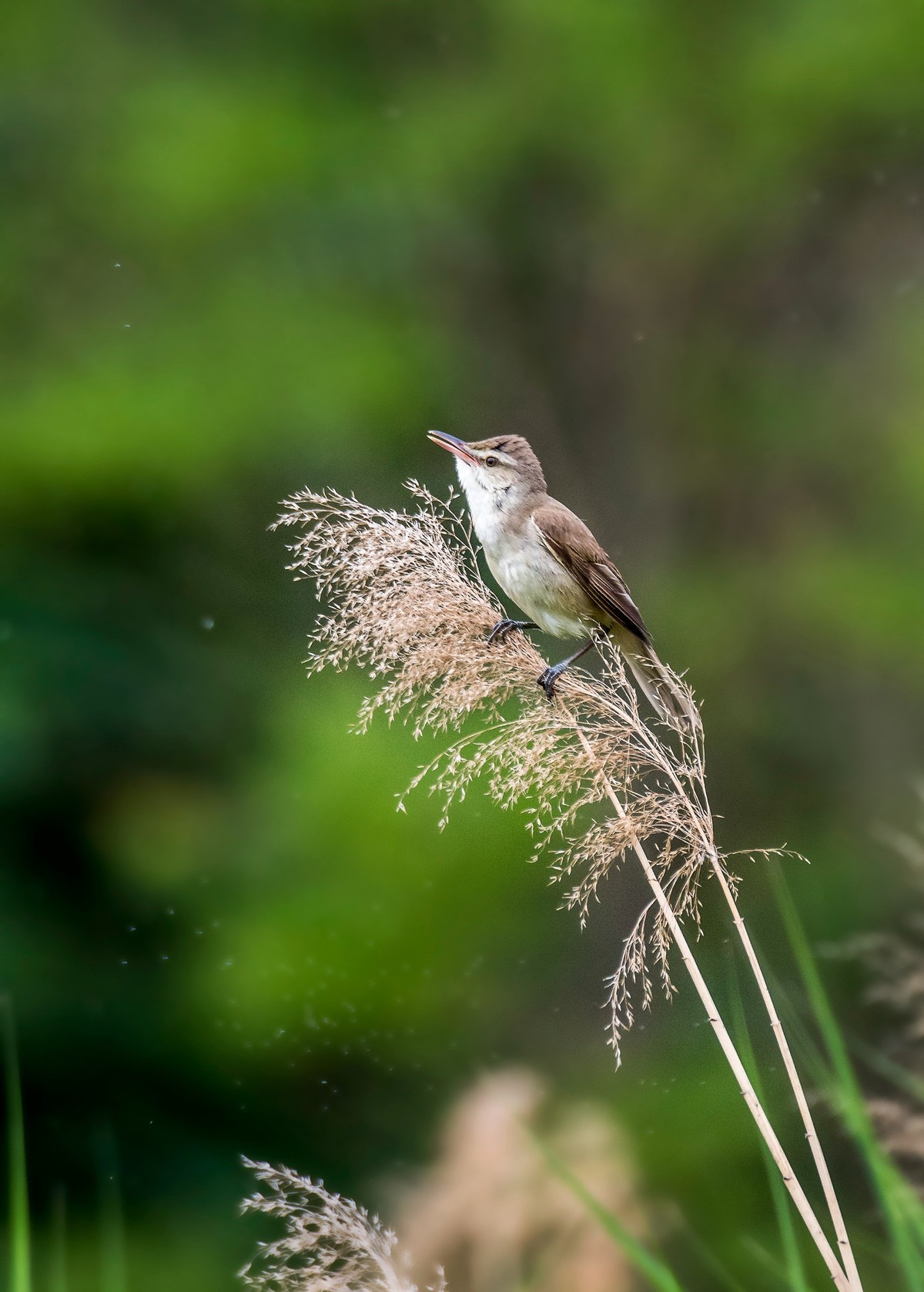 爱唱歌的大苇莺（三）