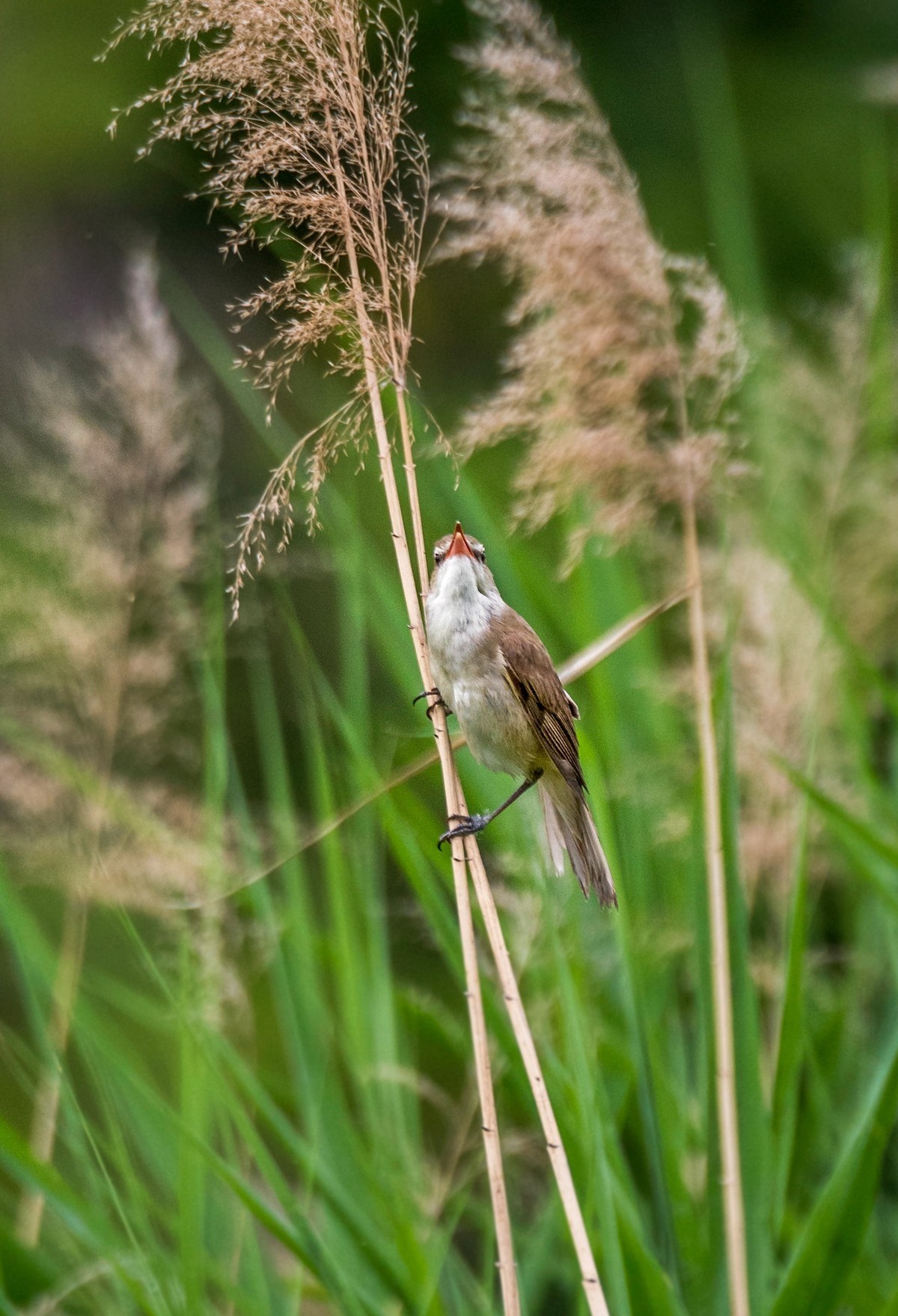 爱唱歌的大苇莺（三）