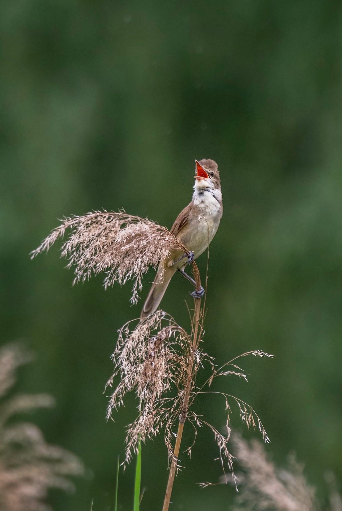 爱唱歌的大苇莺（三）