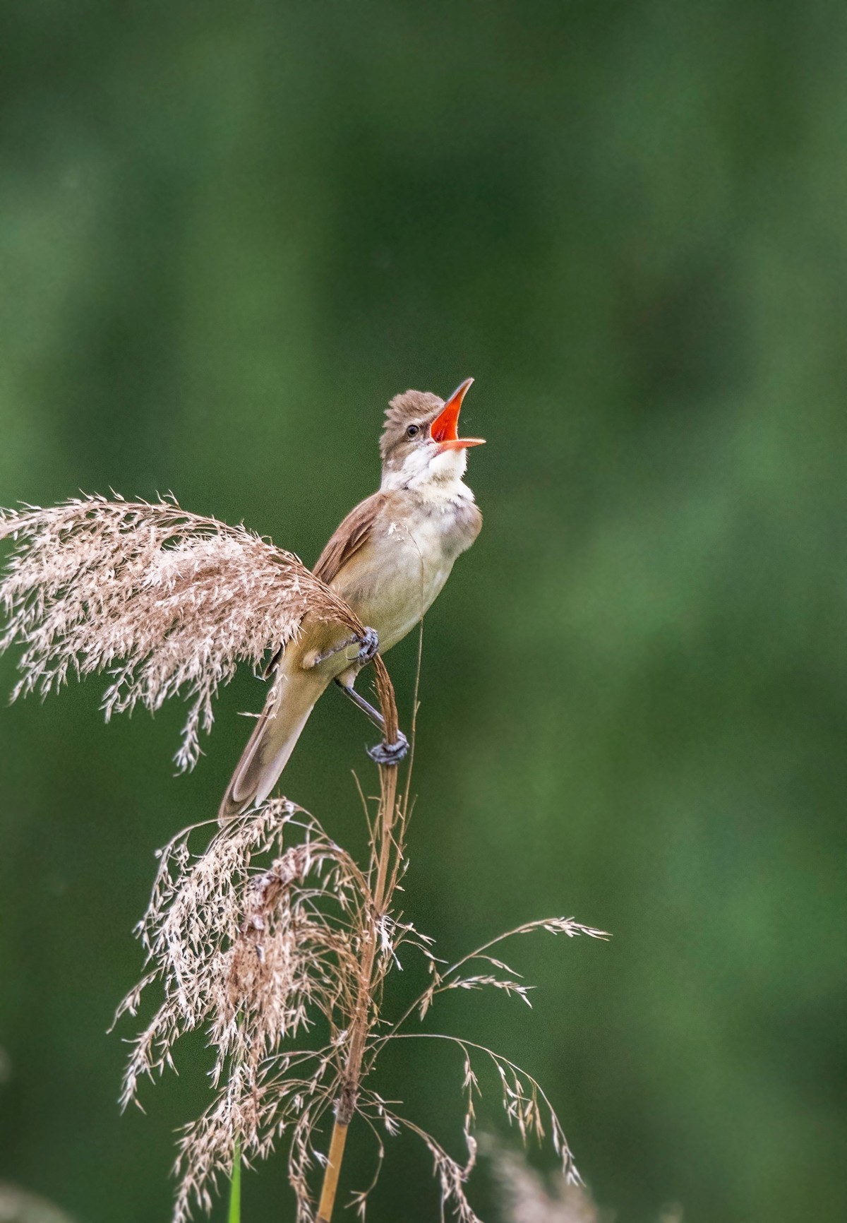 爱唱歌的大苇莺（三）