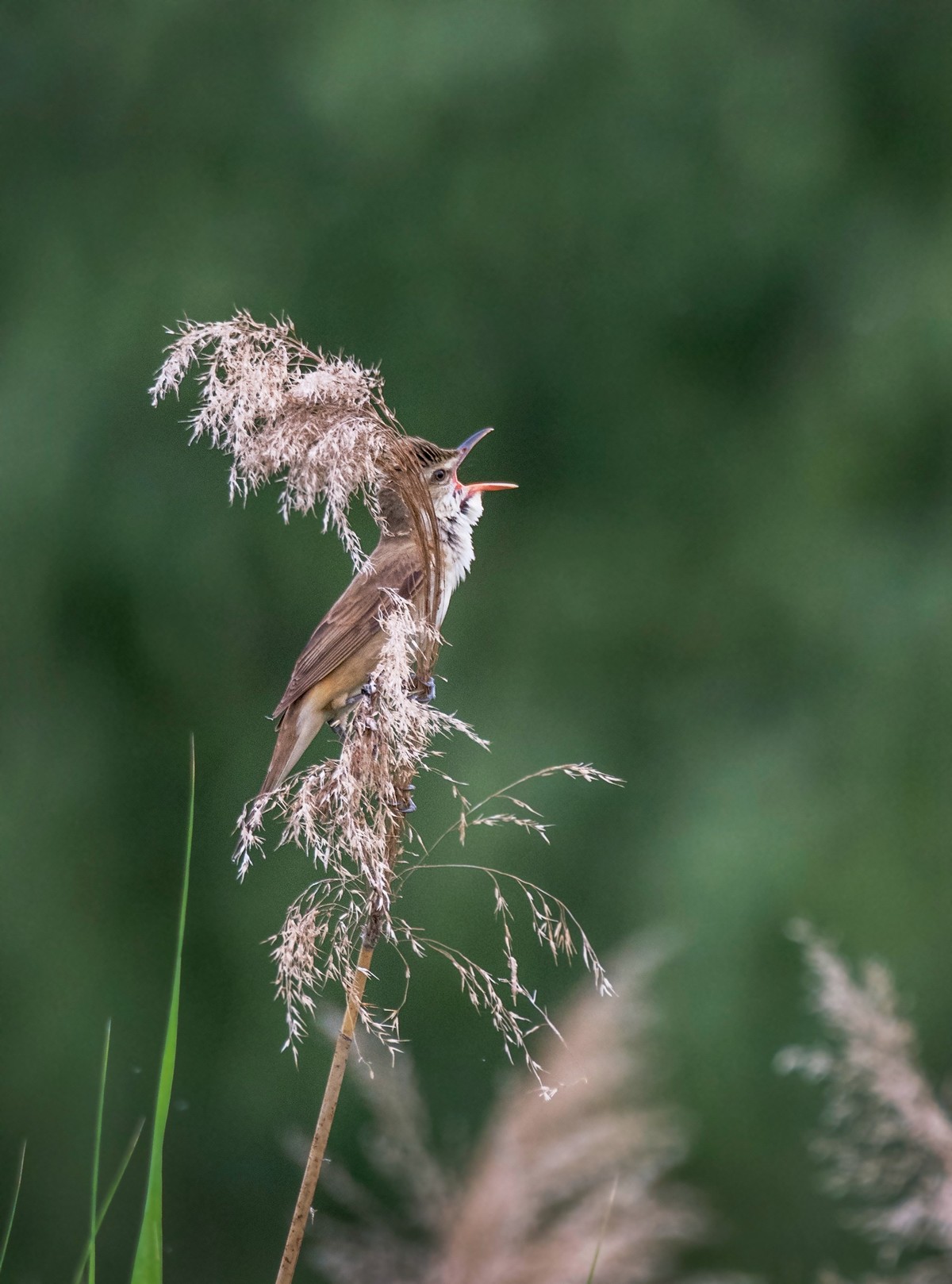 爱唱歌的大苇莺（三）