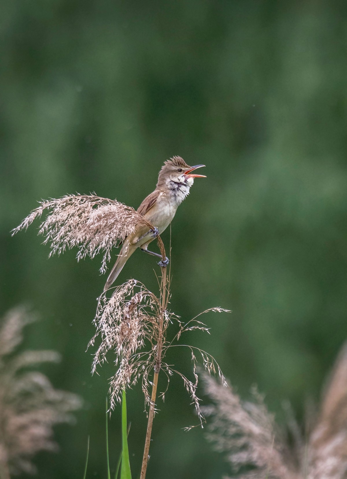 爱唱歌的大苇莺（三）