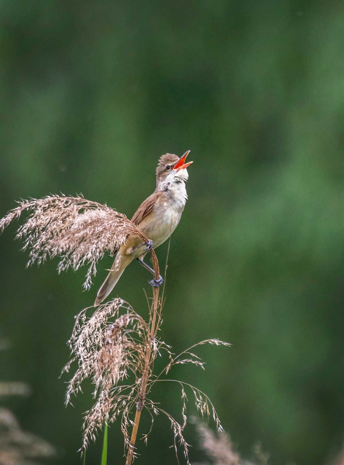爱唱歌的大苇莺（三）