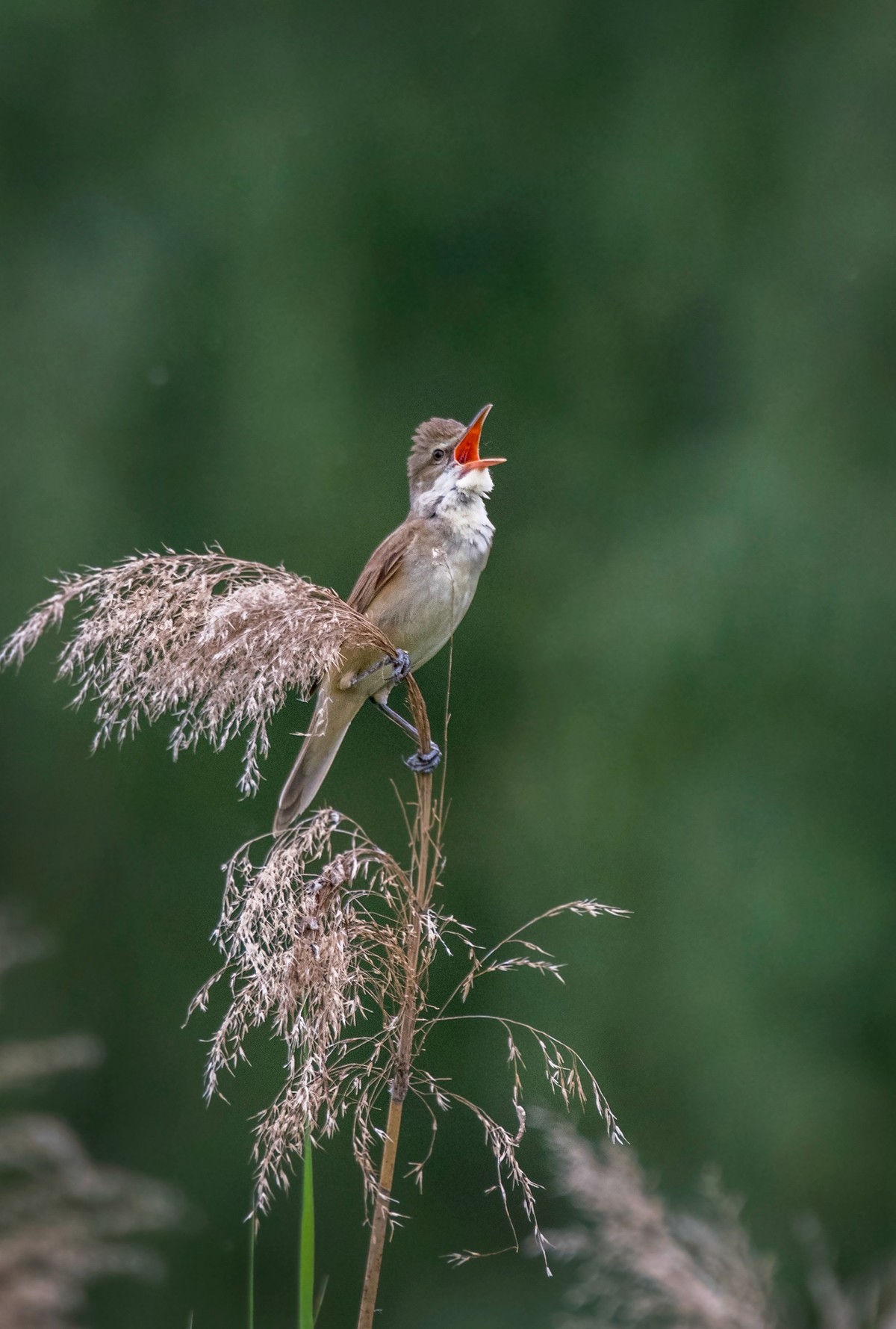 爱唱歌的大苇莺（三）