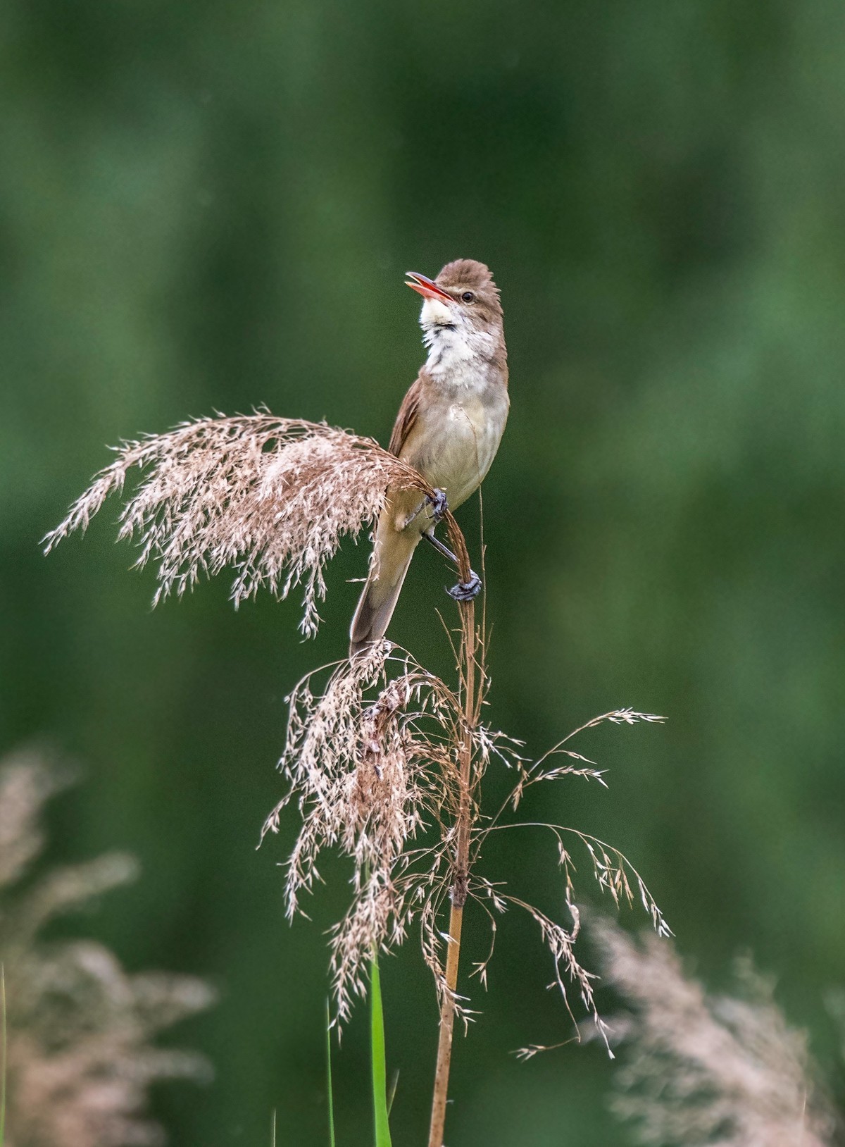 爱唱歌的大苇莺（三）