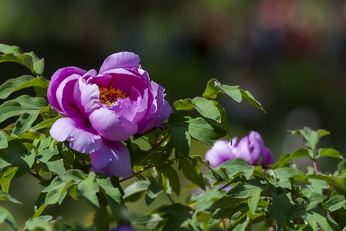 花开富贵-泉城公园14