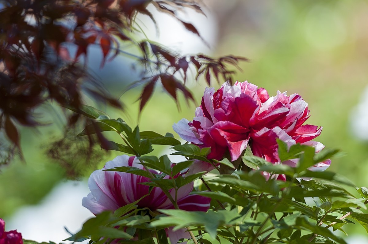 花开富贵-泉城公园14