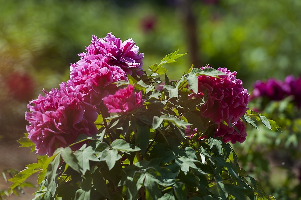 花开富贵-泉城公园14
