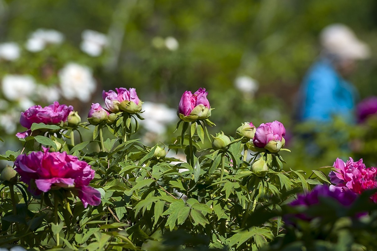 花开富贵-泉城公园14