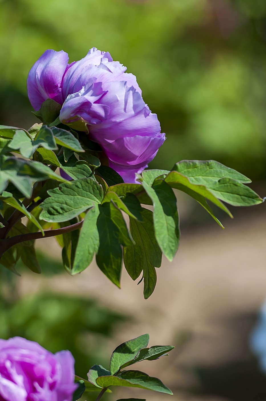 花开富贵-泉城公园14