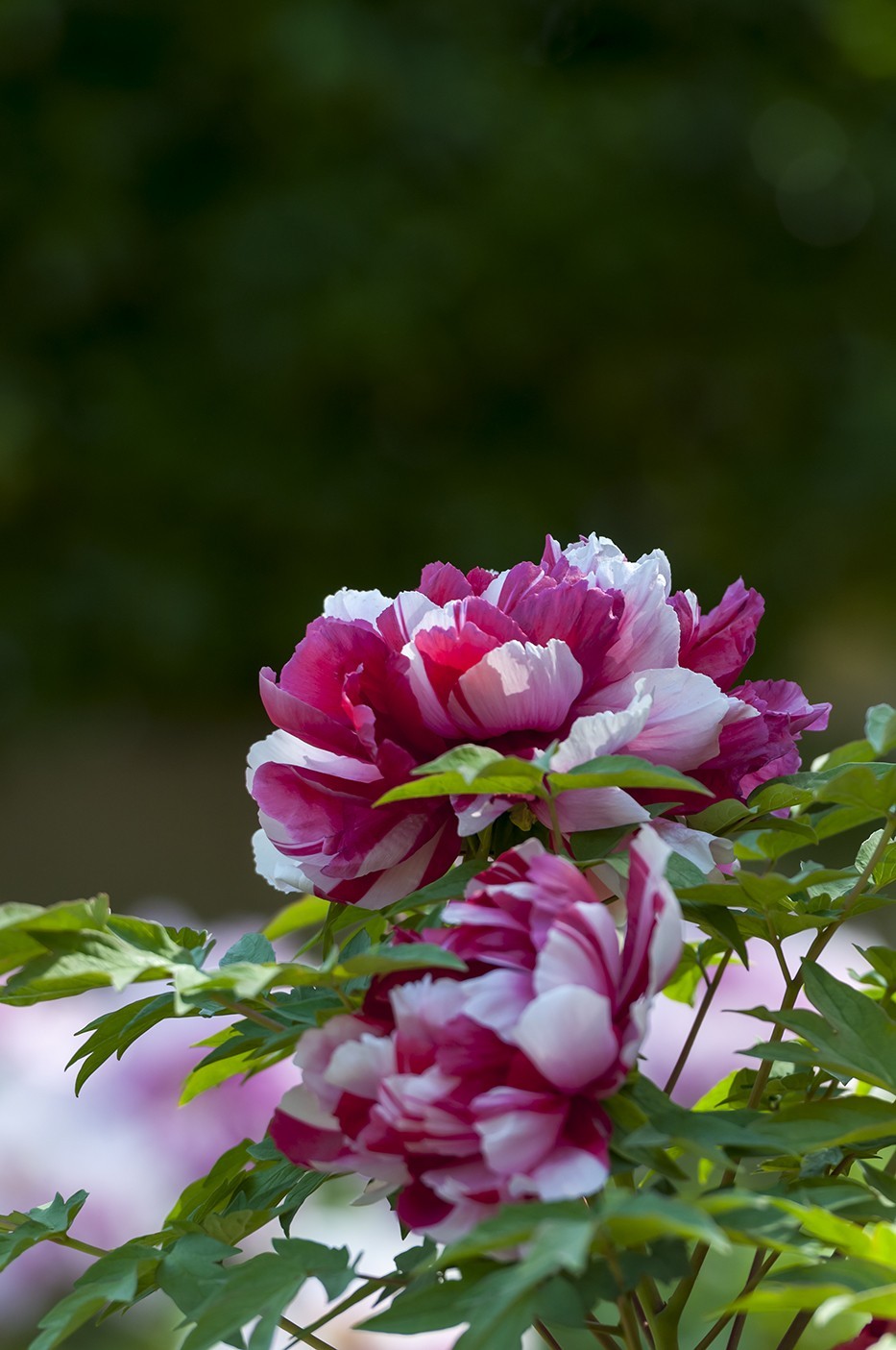 花开富贵-泉城公园14