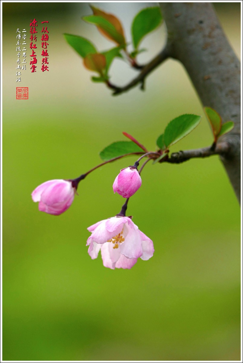 2022-（033）《垂丝海棠》