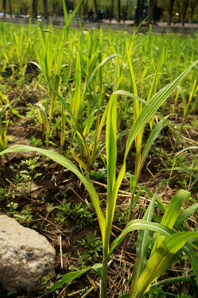 绿翠铺地升芦荻——武汉随笔