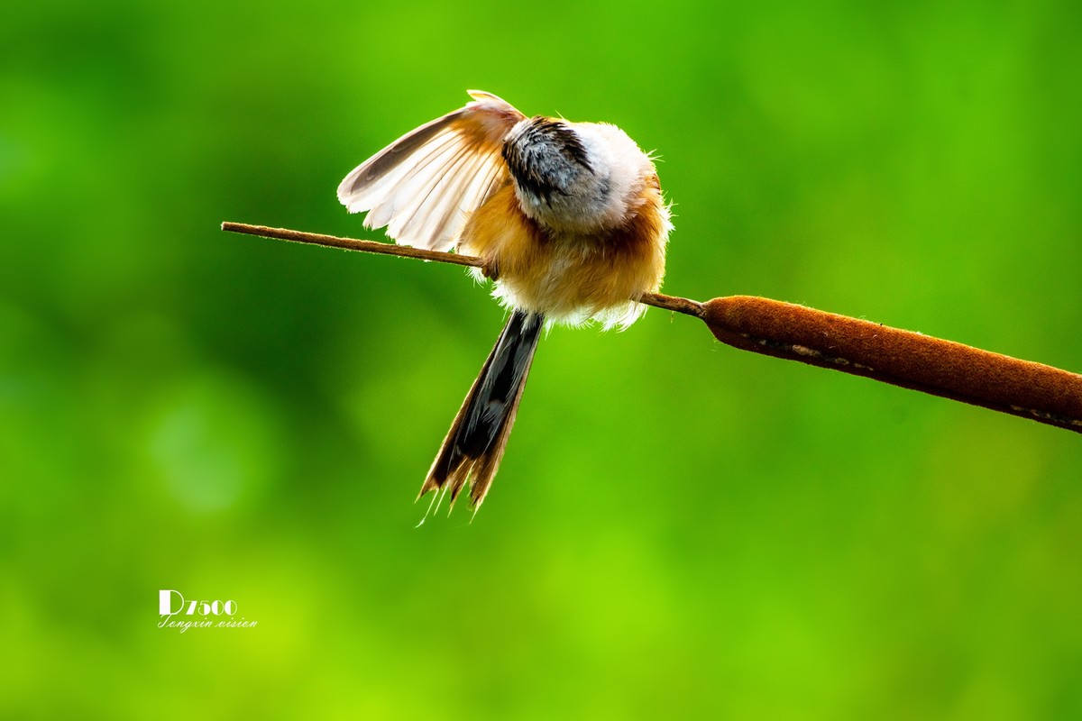 震旦雅雀（47）