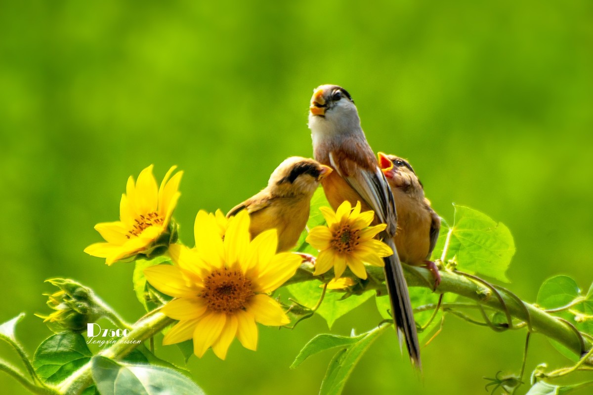 震旦雅雀（47）