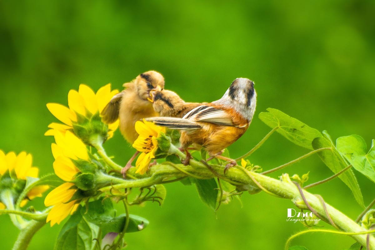 震旦雅雀（47）