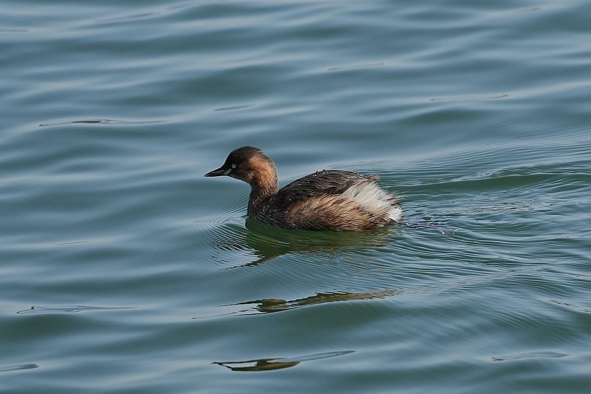湖面上的几种水鸟