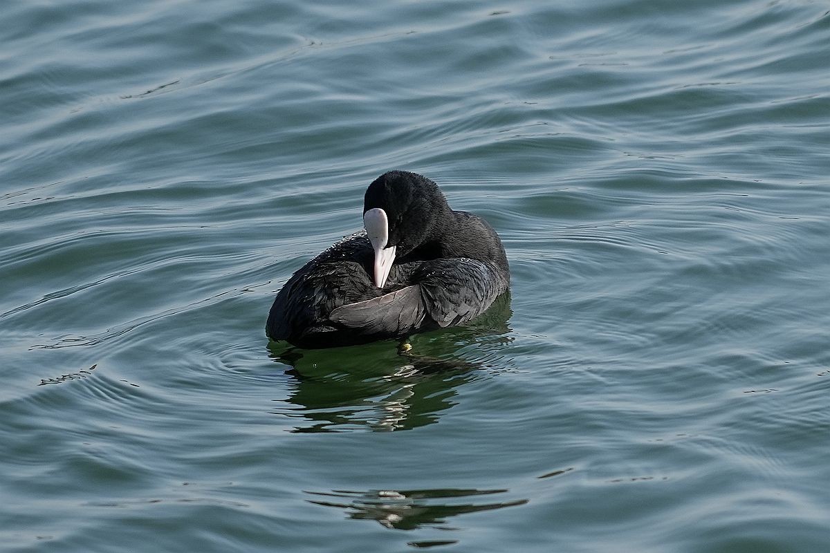 湖面上的几种水鸟