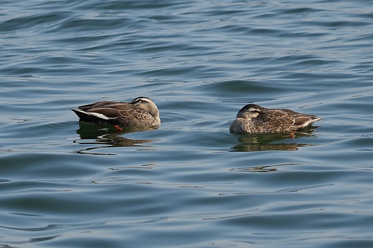 湖面上的几种水鸟