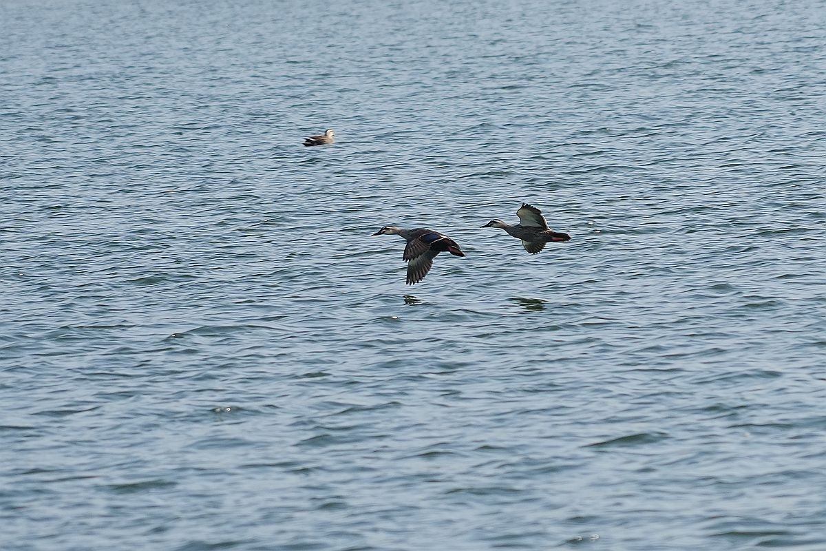 湖面上的几种水鸟