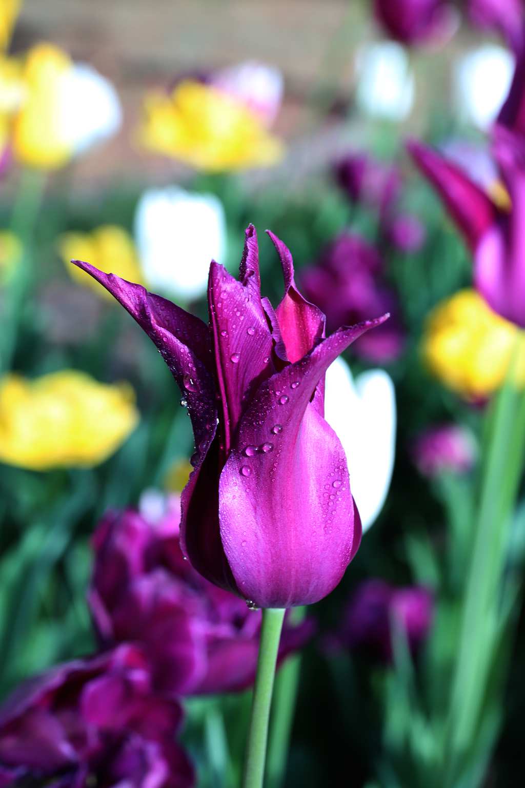 中山公园郁金香