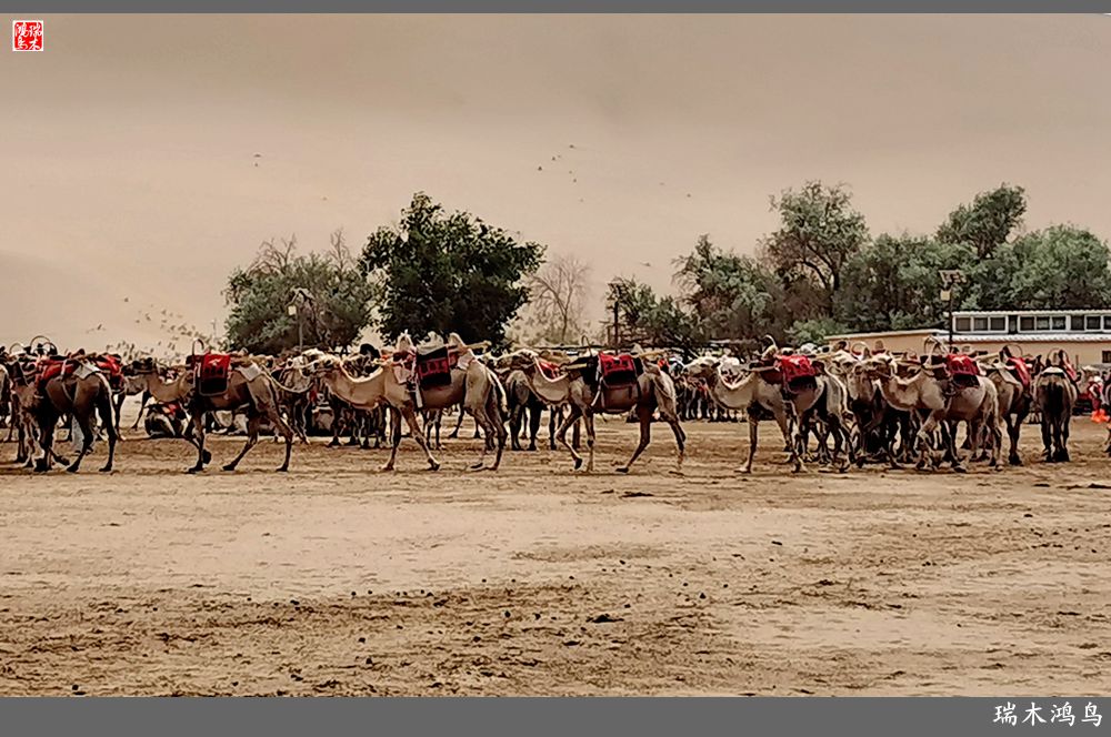 【甘青大环线】10.鸣沙山月牙泉偶遇沙尘暴