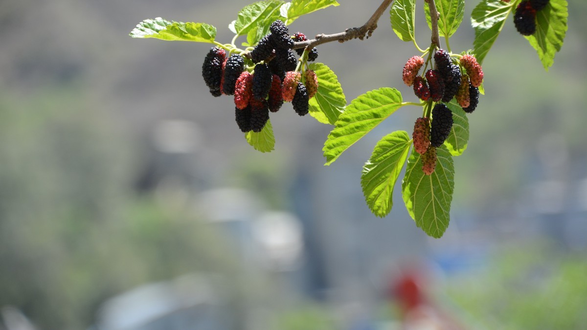 川西风光（二）