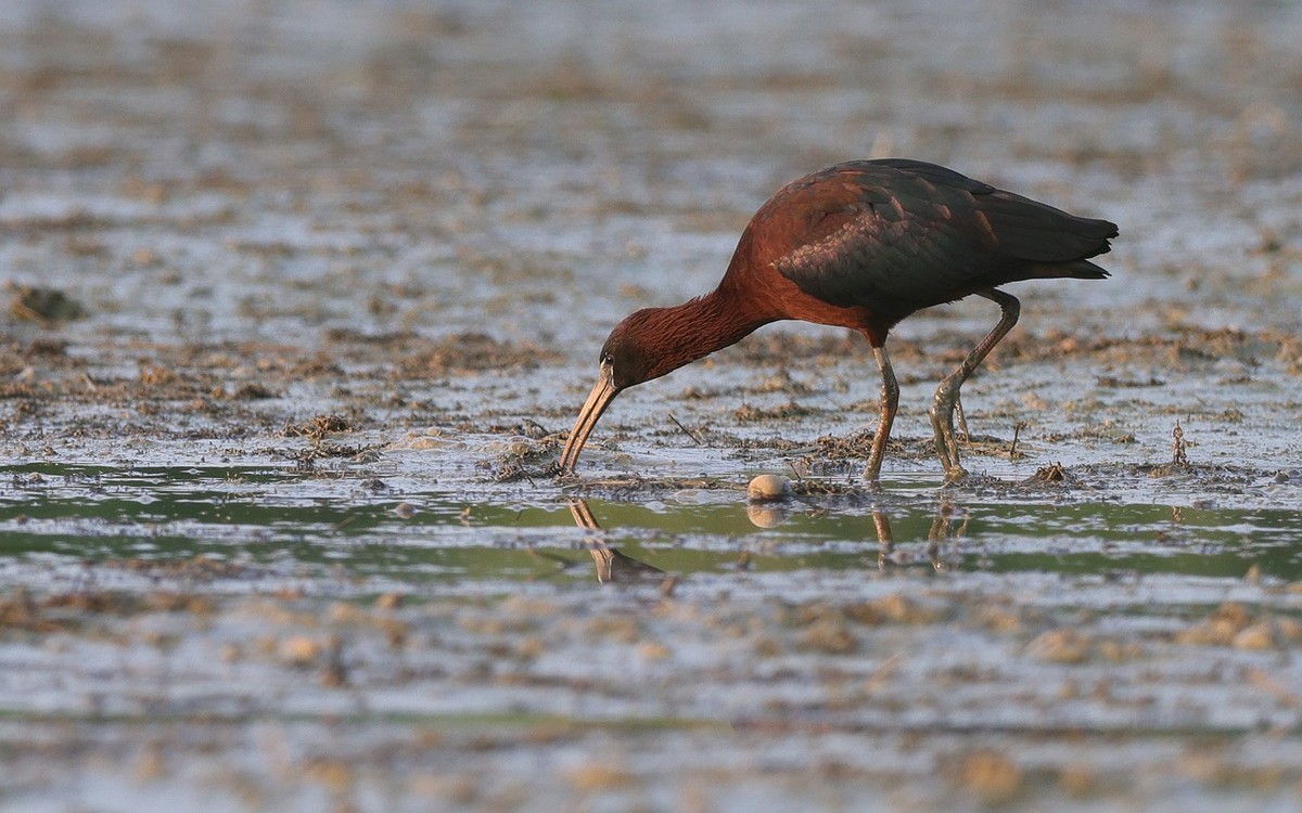 珍稀鸟类  彩鹮