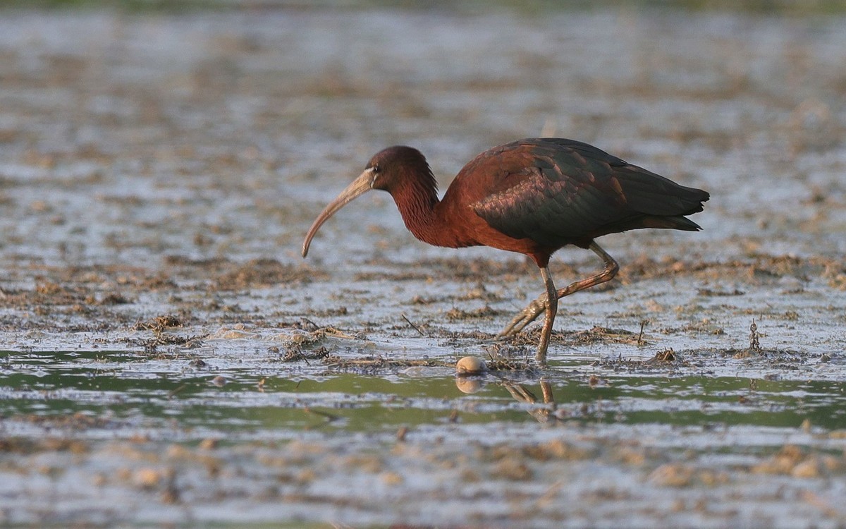 珍稀鸟类  彩鹮