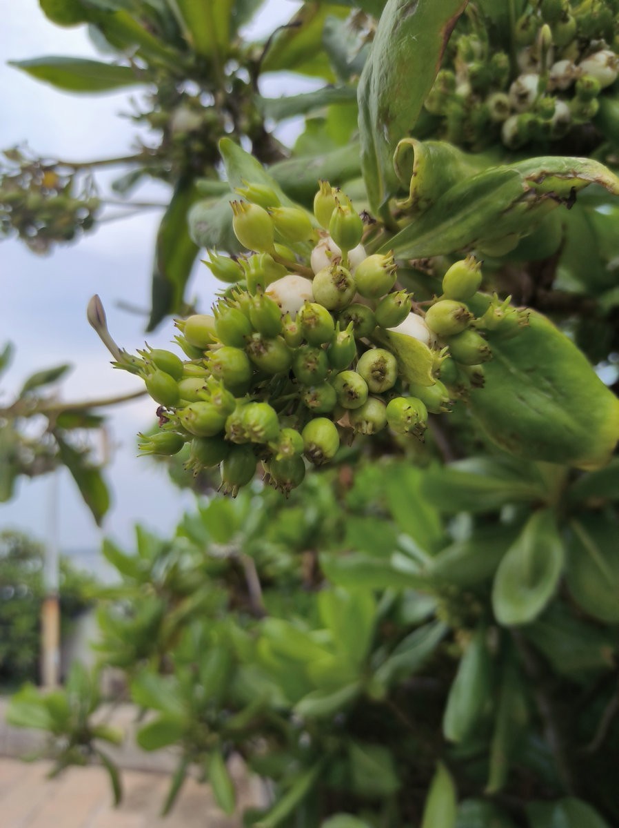 2024夏 海南环岛行（153）热血丰碑——临高角