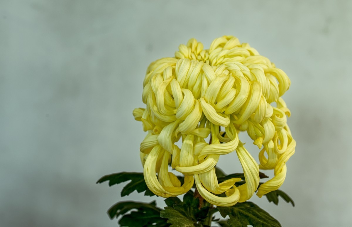 菊花（2）