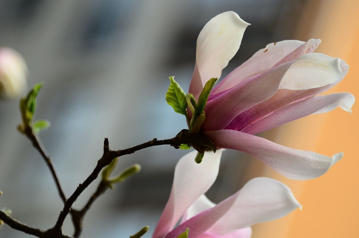 花卉系列【3260】