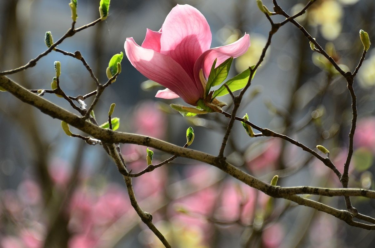 花卉系列【3260】