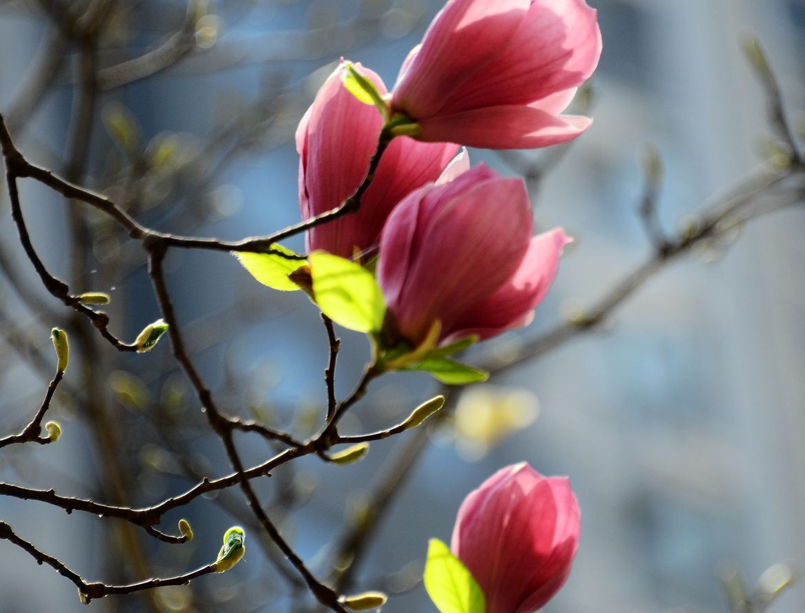 花卉系列【3260】