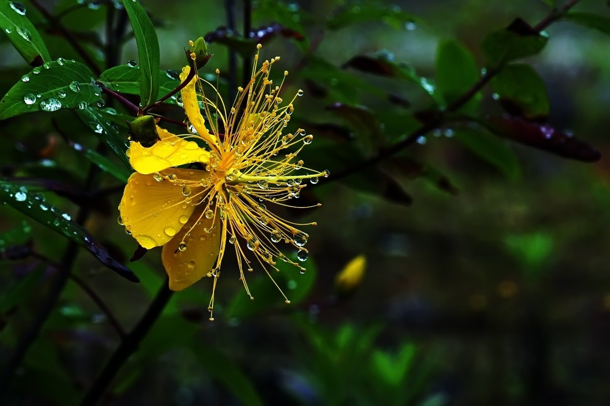2022_雨后的金丝桃4