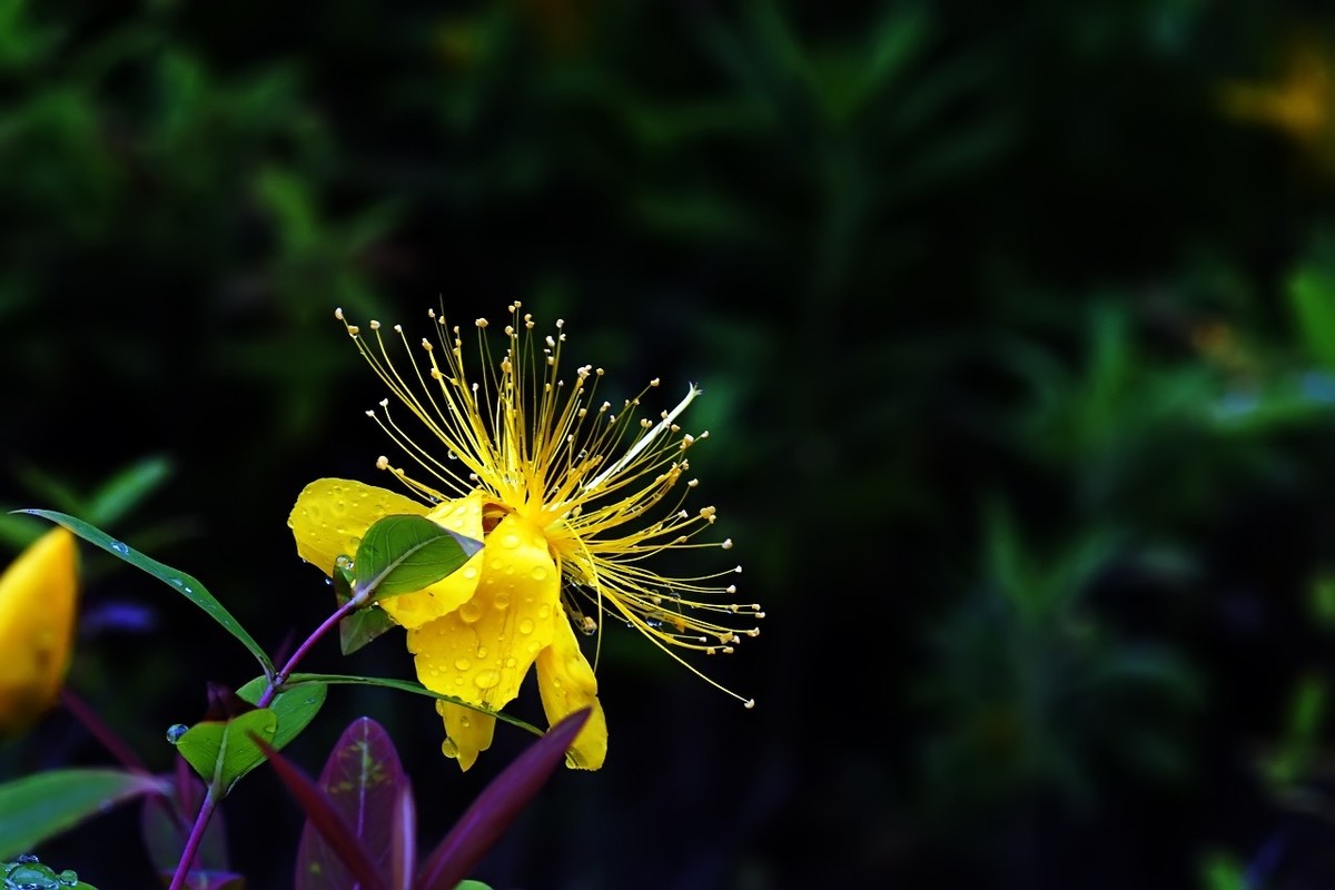 2022_雨后的金丝桃4