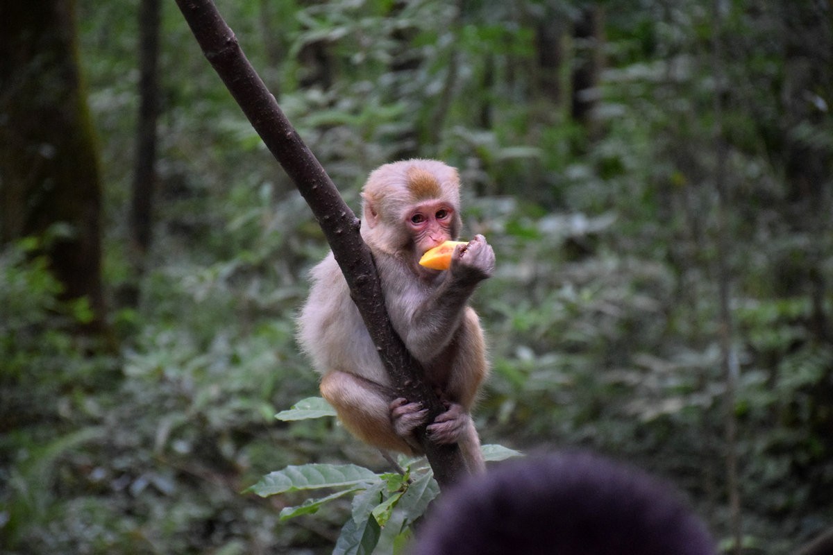 2022夏 湘赣边（69）“海螺峰”往回返