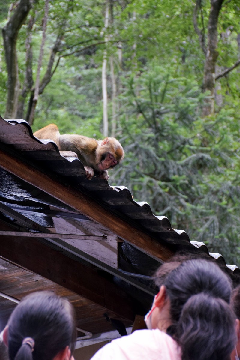 2022夏 湘赣边（69）“海螺峰”往回返
