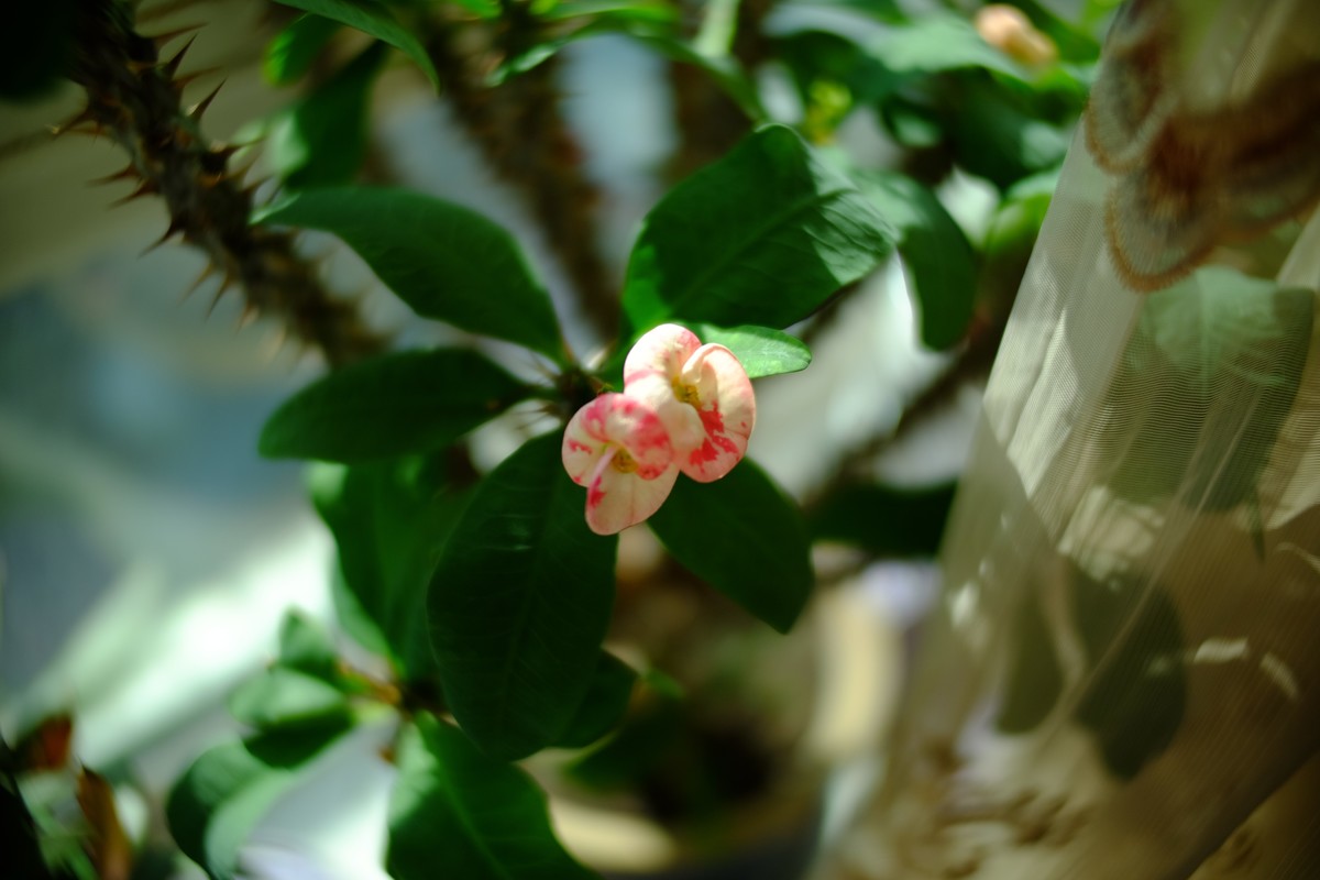 外面数九寒天家中小花绽放