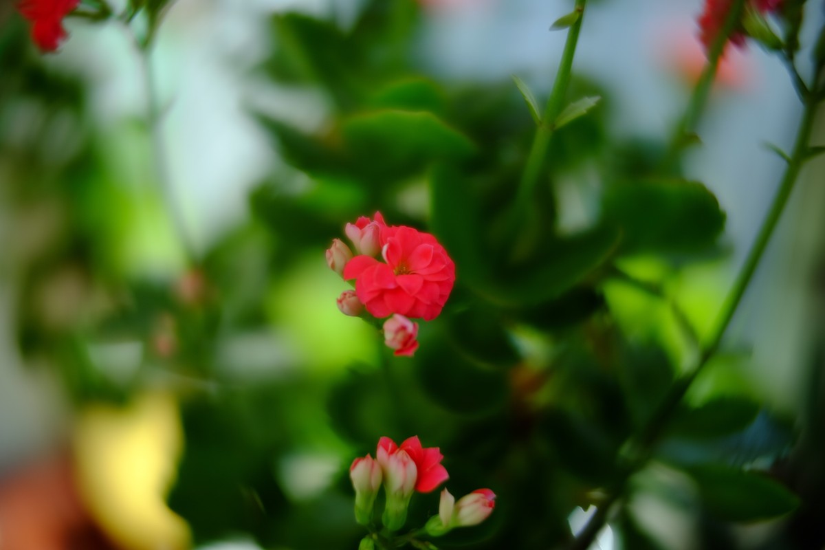 外面数九寒天家中小花绽放