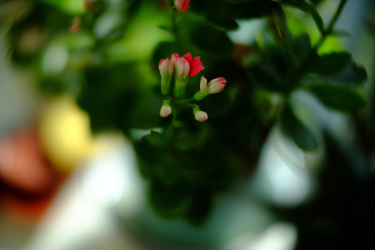 外面数九寒天家中小花绽放