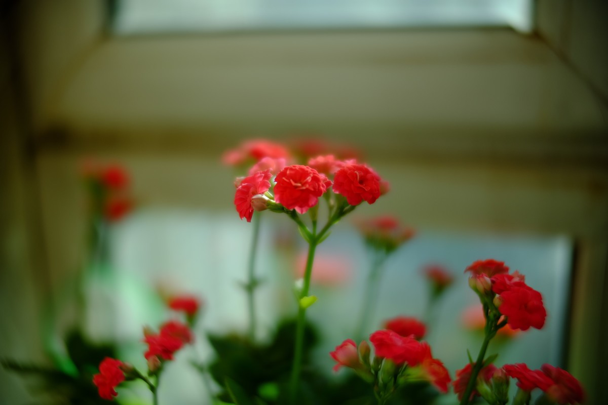 外面数九寒天家中小花绽放